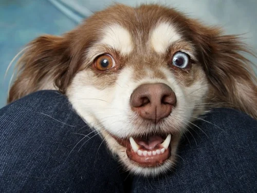 7. Ev Aslan Burcu Haritanızda Hangi Etkiyi Oluşturur?